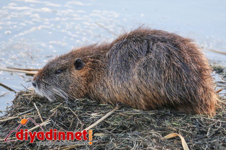 fareleri - baharın IĞDIR yuvalarından Dağı