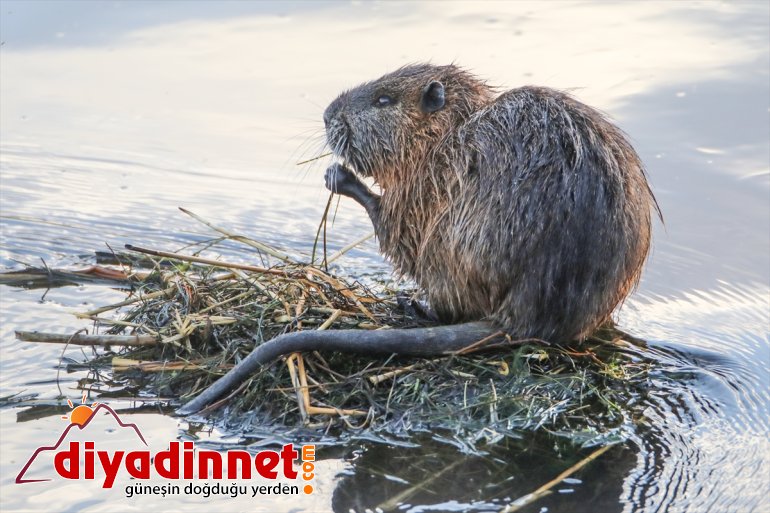 çıktı IĞDIR gelişiyle Dağı