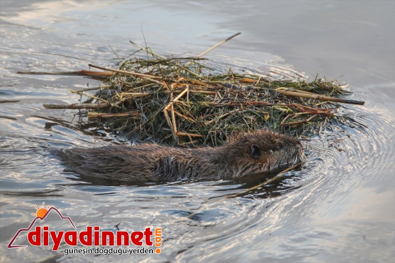 baharın IĞDIR gelişiyle esrarengiz yuvalarından çıktı Ağrı Dağı