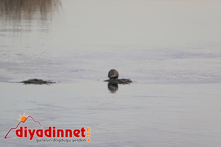 çıktı fareleri - Ağrı Dağı