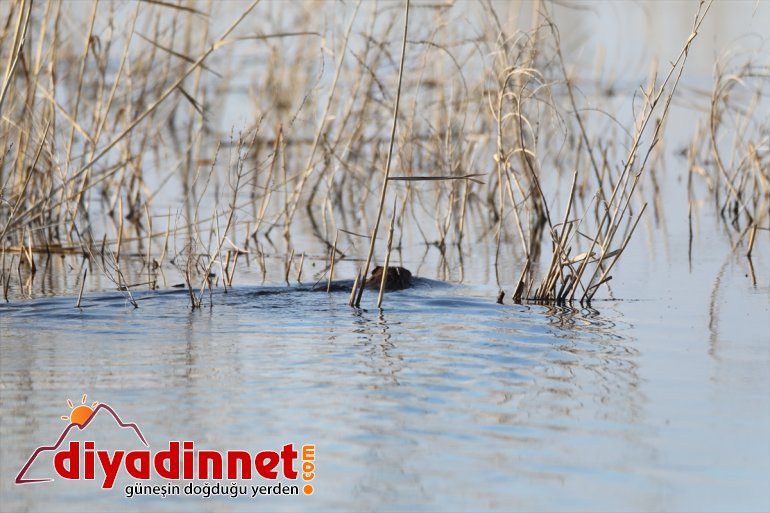 gelişiyle baharın fareleri çıktı IĞDIR - Dağı