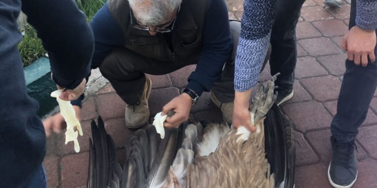 Iğdır'da av tüfeğiyle vurulan akbaba tedaviye alındı