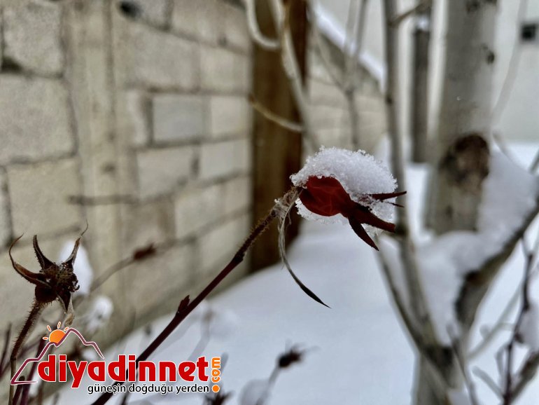 Kar tanelerinden görsel şölen4