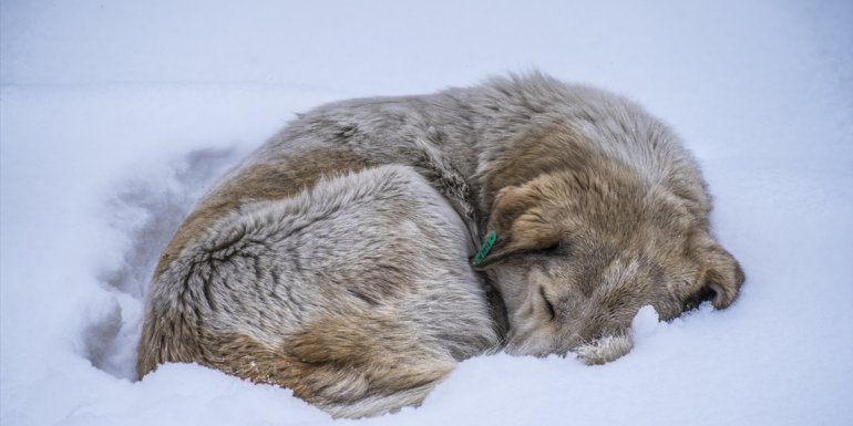 KARS - Doğu Anadolu