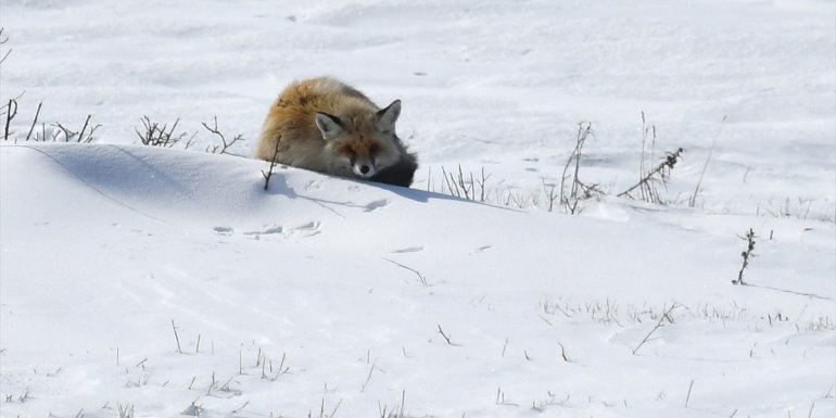 Karla kaplanan Kars'ta yaban hayvanları yiyecek bulmakta zorlanıyor