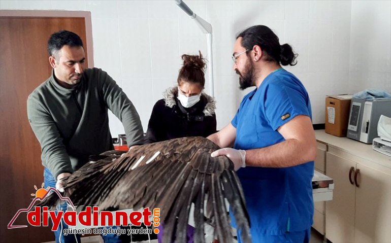 Kars'ta yaralı bulunan kara akbaba tedavi altına alındı