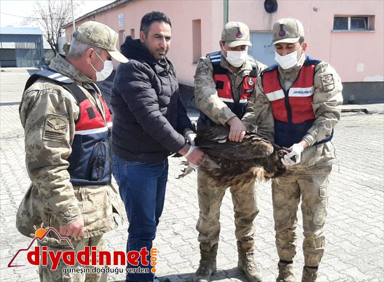 akbaba altına alındı tedavi Kars