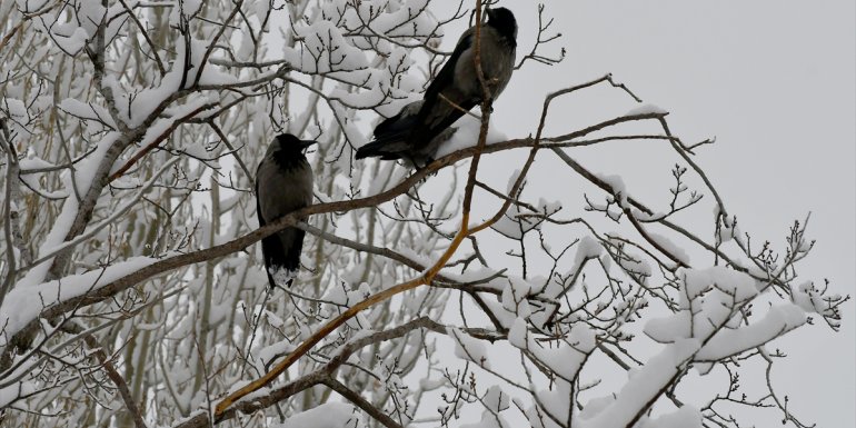Kayak merkezlerinde en fazla kar kalınlığı Kartalkaya'da ölçüldü