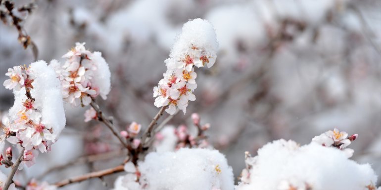 Tunceli'de çiçek açan badem ağaçları beyaza büründü