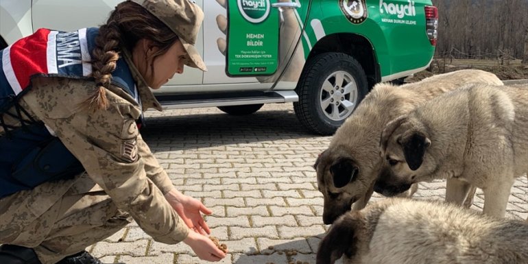 Tunceli'de jandarma sahipsiz hayvanlar için yemleme çalışması yaptı