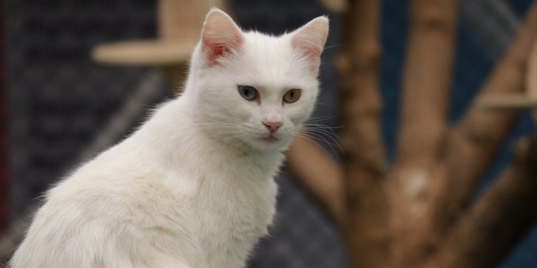 Van kedileri en güzel seçilmek için podyuma çıkacak1