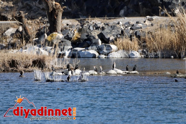 Yaban hayatının Doğu'daki "flora zengini evi": Ağrı Dağı Milli Parkı