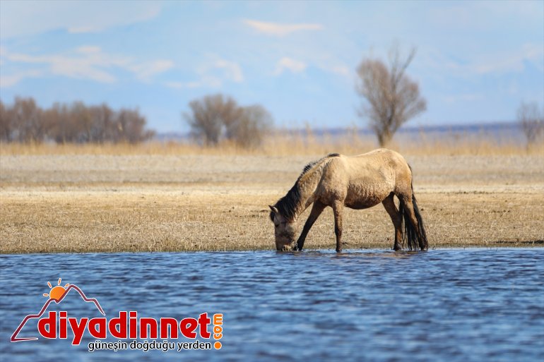 hayatının Ağrı flora Dağı Yaban Parkı zengini Doğu