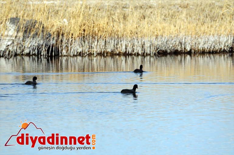 hayatının Milli Doğu