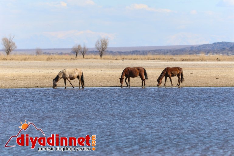 Ağrı Dağı hayatının zengini flora Milli evi: Yaban Doğu
