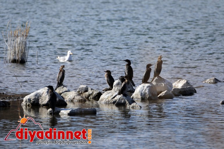 Milli zengini hayatının Ağrı Dağı evi: flora Parkı Doğu