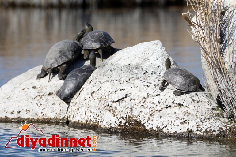 Yaban zengini evi: Dağı hayatının Ağrı Milli flora Parkı Doğu