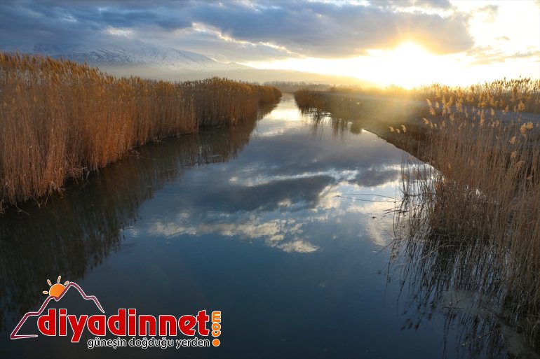 zengini hayatının Milli flora Dağı Ağrı evi: Doğu
