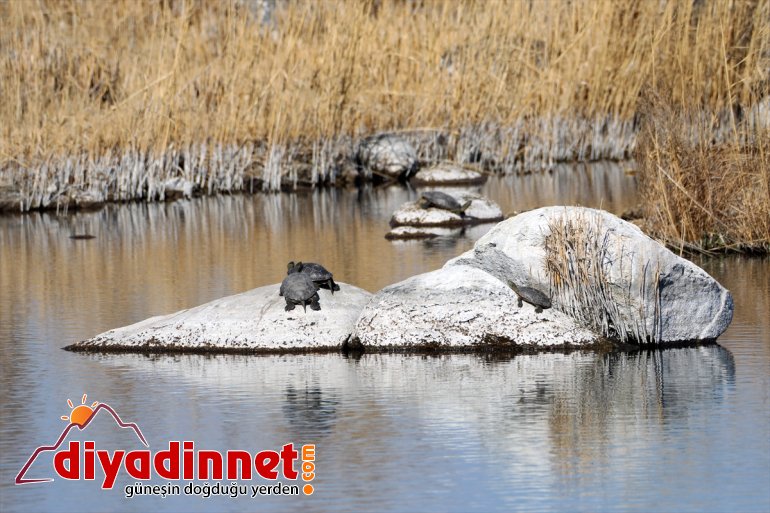 evi: Milli Dağı Parkı Yaban zengini hayatının flora Doğu