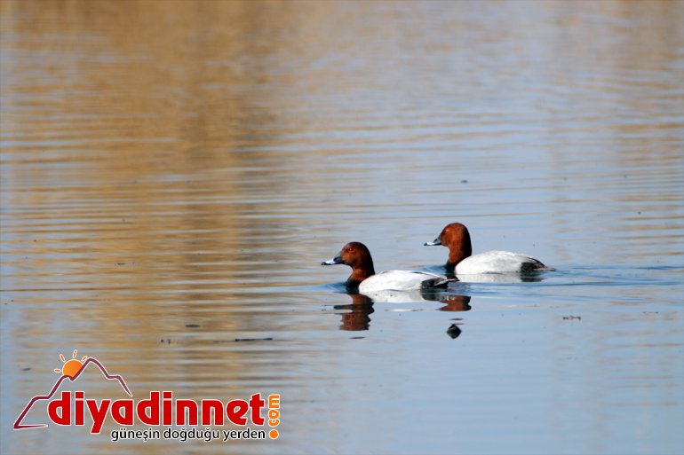 evi: Yaban hayatının Doğu