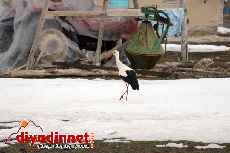 müjdecisi başladı Baharın leylekler AĞRI - gelmeye Ağrı