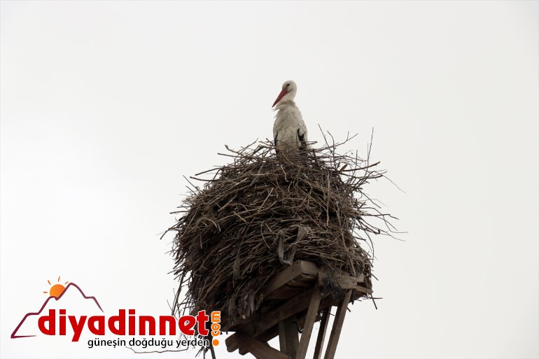 AĞRI Baharın başladı Ağrı