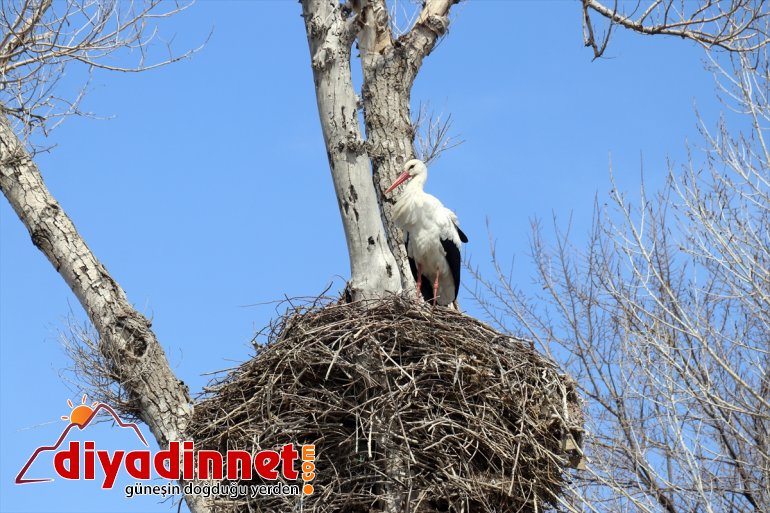 müjdecisi AĞRI - Baharın leylekler gelmeye başladı Ağrı