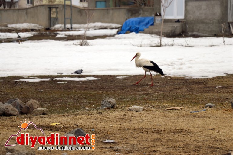 başladı gelmeye leylekler - Ağrı