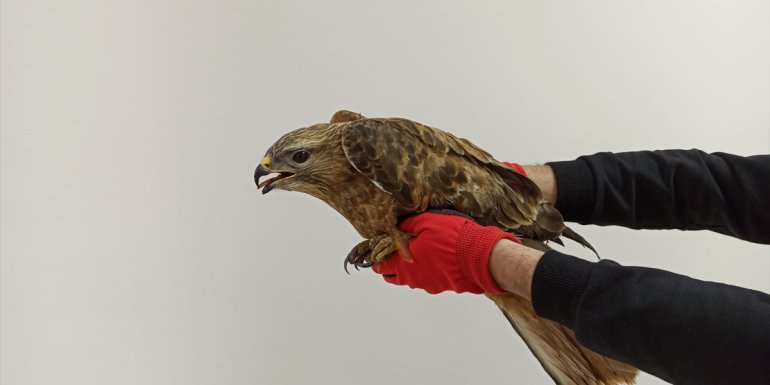 Ardahan'da jandarmanın arazide bulduğu yaralı şahin tedavi edilecek