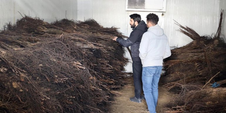 Belediyeden çiftçilere ceviz fidanı desteği1