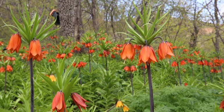 Bitlis'te doğa ters lalelerle renklendi