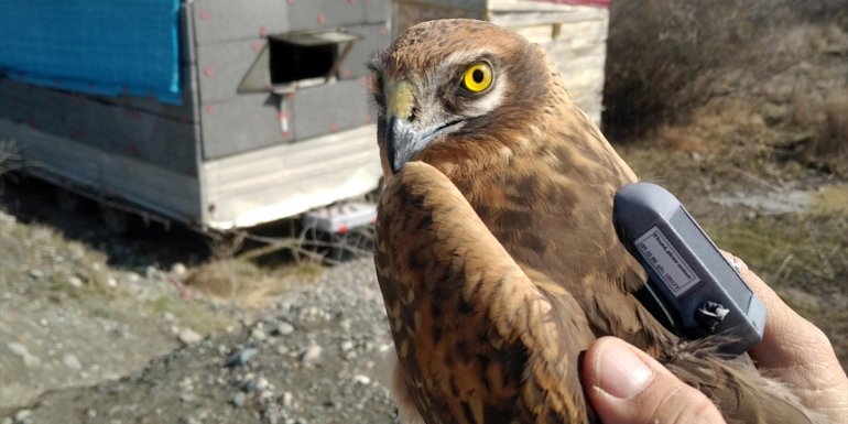 Bozkır delicesinin 13 ülkeyi kapsayan yolculuğu 29 bin kilometreyi aştı1