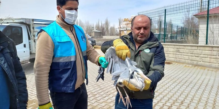 Çaldıran'da yaralı bulunan balıkçıl kuşu tedaviye alındı
