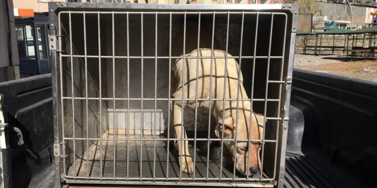 Çatak'ta başıboş dolaşan pitbull cinsi köpek barınağa götürüldü
