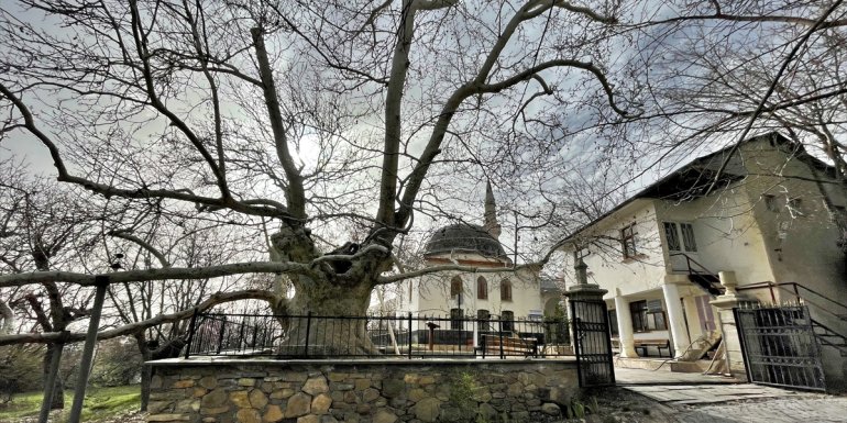 Elazığ'ın 394 yıllık "Doğu Çınarı" özenle korunuyor