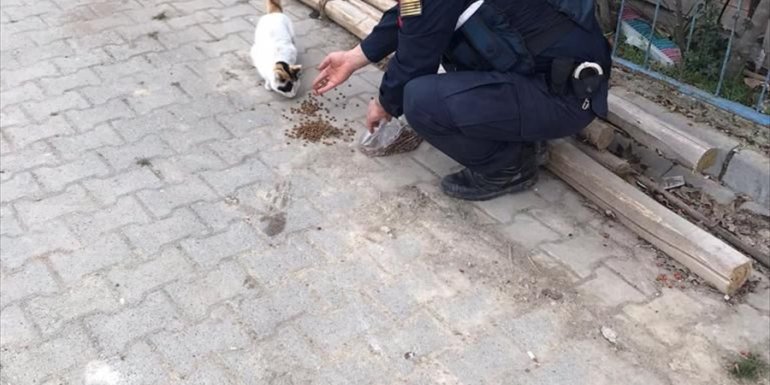 Elazığ'da jandarma ekipleri sokak hayvanlarını besledi