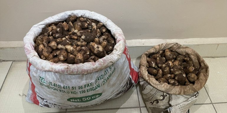 Elazığ'da kaçak salep soğanı toplayan 4 kişiye 436 bin lira ceza