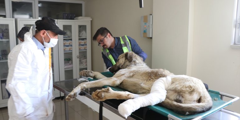 Elazığ'da yol kenarında yaralı bulunan köpek tedavi altına alındı