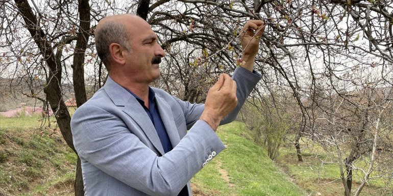 Elazığ'da zirai don kayısı ağaçlarındaki verimi olumsuz etkiledi