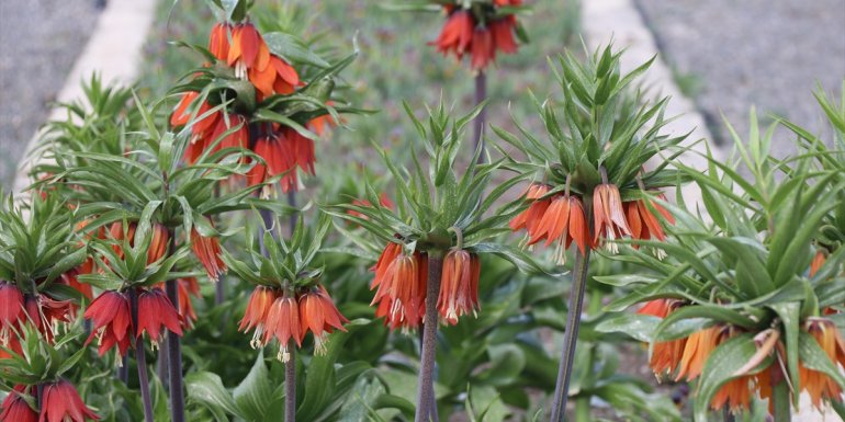 Baharın müjdecisi "ağlayan gelin"in bir türü daha tescil yolunda