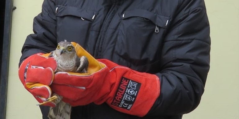 Erzincan'da yaralı bulunan atmaca tedaviye alındı