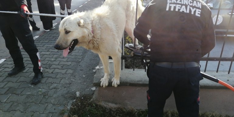 Erzincan'da demir parmaklıklara sıkışan köpek kurtarıldı