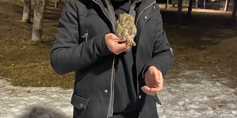 ERZURUM - Bitkin halde bulunan kukumav kuşu, tedavi edildi1