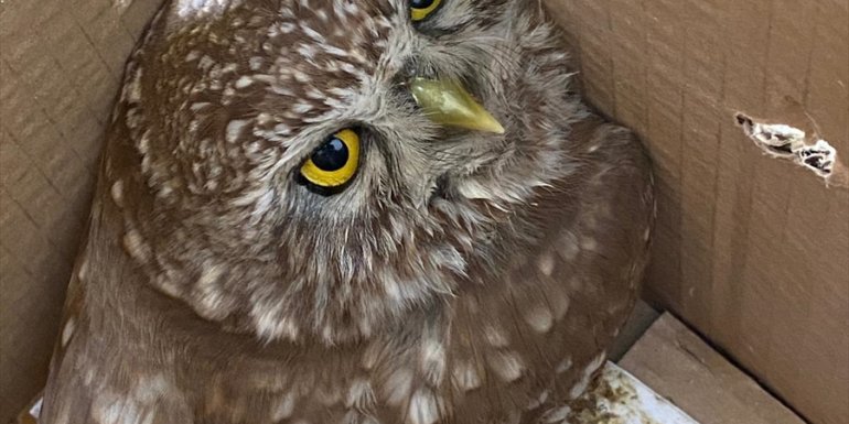 Erzurum'da bitkin bulunan kukumav kuşu tedavi edildi