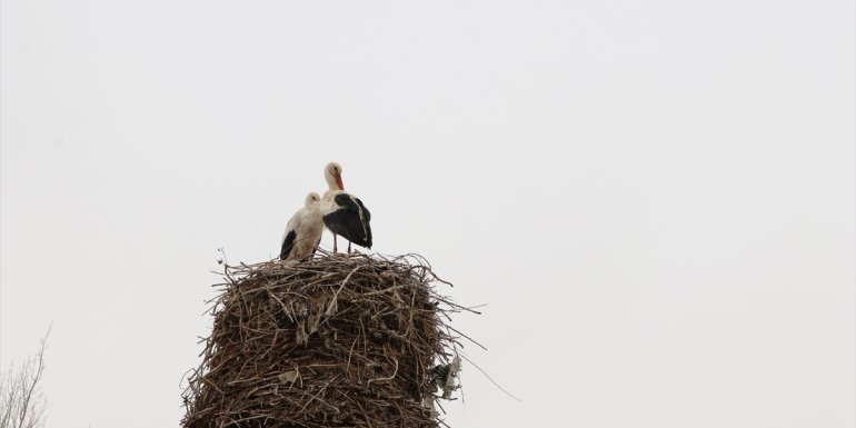 ERZURUM - Leylekler yuva yapınca tandır bacasındaki tadilat sonbahara kaldı1