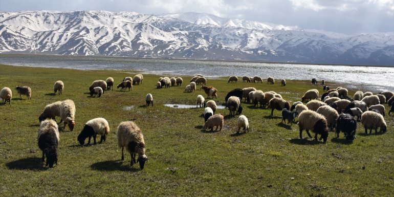 Hakkari'de besiciler zorlu kışın ardından hayvanlarını yeşeren meralara saldı