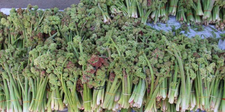 HAKKARİ - Şemdinli