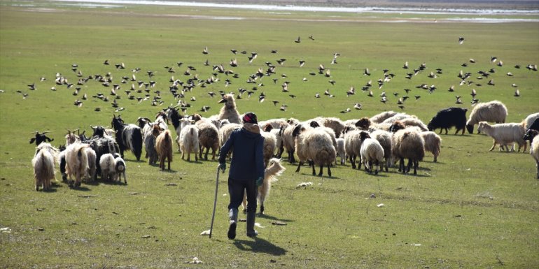 Yüksekova Nehil Sazlığı göçmen kuşlarla şenlendi