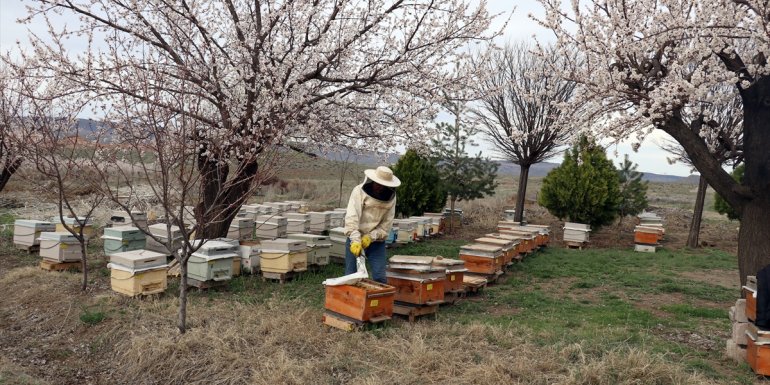 Arıcılar çiçek açan kayısı bahçelerinde kovan kolonisini güçlendiriyor