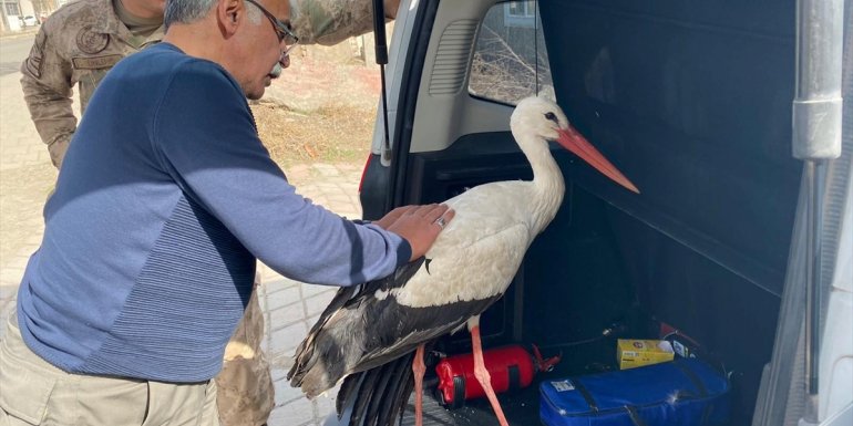 Iğdır'da bitkin düşen leylek tedavi altına alındı